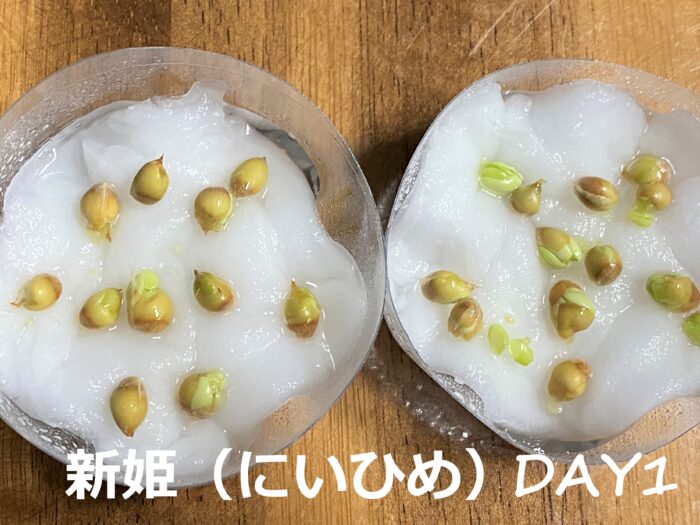 リアルマインクラフト ミカンを種から栽培しよう 熊野の楽しい遊び場 Irokuma Kids